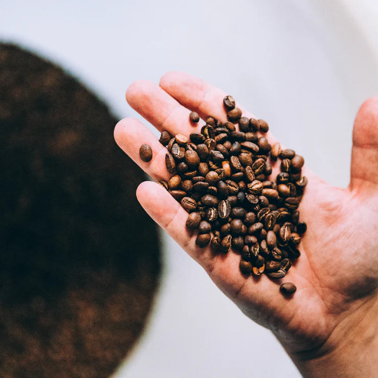Hand holding bun organic coffee beans with a blurred background