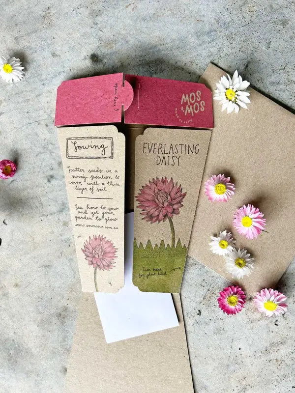 Gift of Seeds - Everlasting Daisy