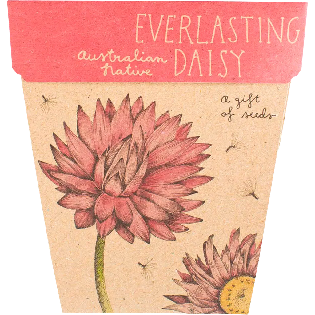 Gift of Seeds - Everlasting Daisy SOW 'N SOW