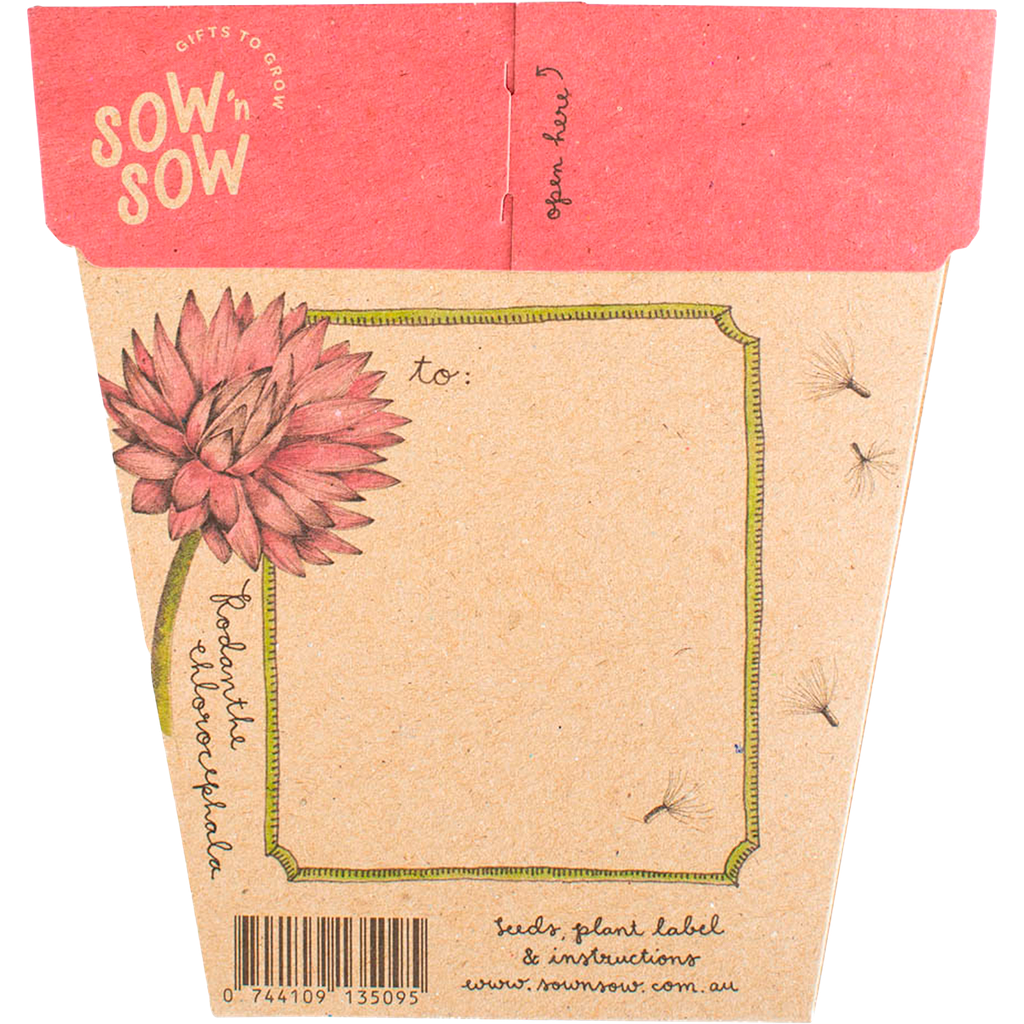 Gift of Seeds - Everlasting Daisy