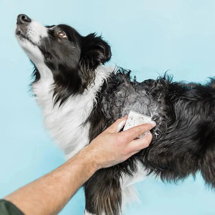 lathering a bar of eithique dog shampooh shampoo bar on dog
