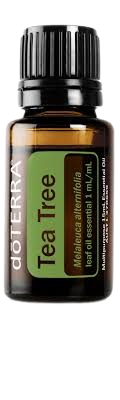 Tea Tree (Melaleuca) Essential Oil