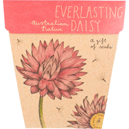 Gift of Seeds - Everlasting Daisy