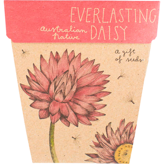 Gift of Seeds - Everlasting Daisy