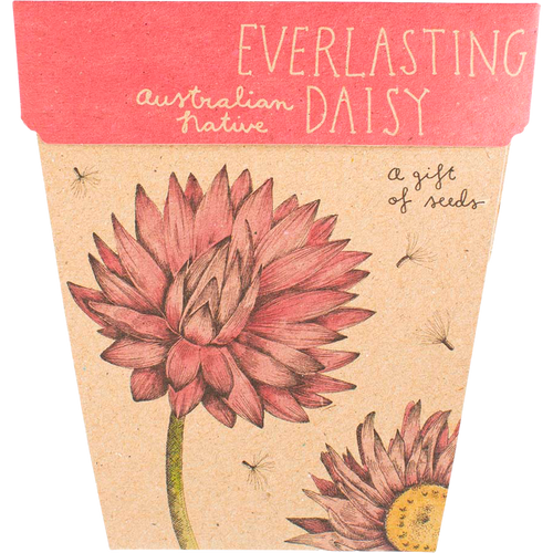 Gift of Seeds - Everlasting Daisy