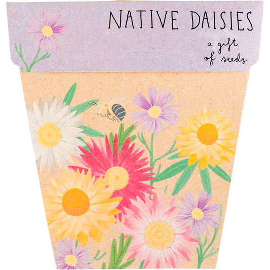 Gift of Seeds - Native Daisies