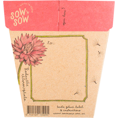 Gift of Seeds - Everlasting Daisy