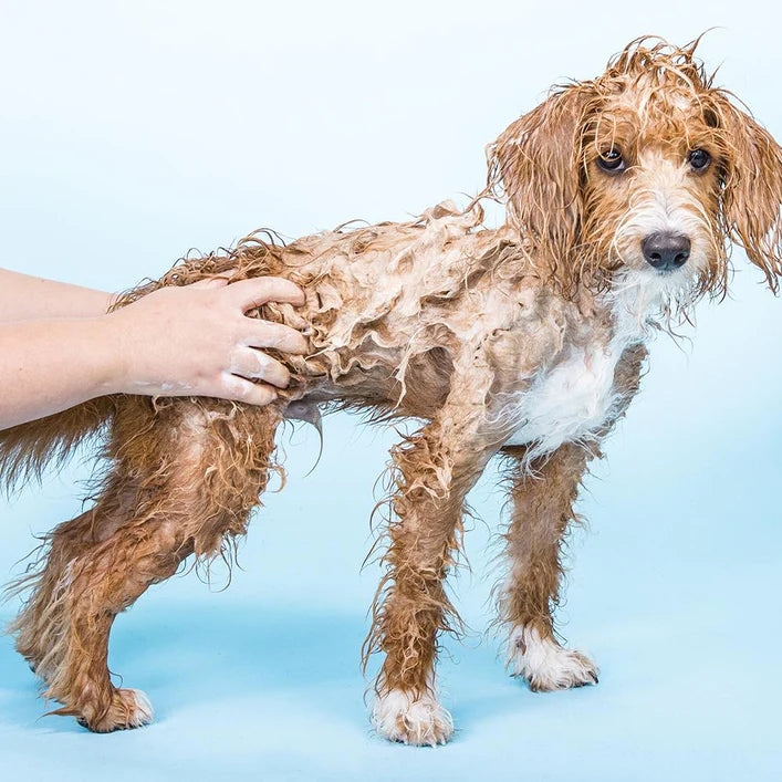 dog having a bath with ethique pet shampoo