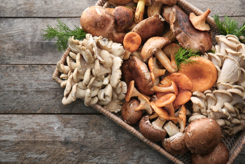 natura mushrooms, mushroom powder, harmony 6 mushroom blend, medicinal mushrooms, medicinal mushrooms
