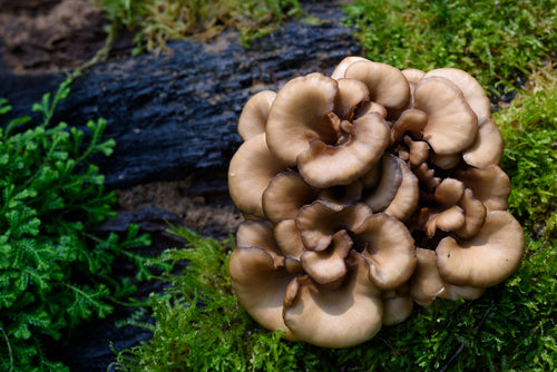 natura mushrooms, medicinal mushrooms, mushroom powder, maitake, maitke mushroom, mushroom
